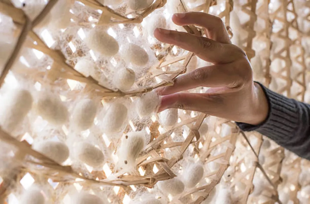 From a Single Cocoon to the World’s Most Luxurious Fabric: The Extraordinary Birth of Silk